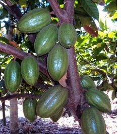 Green Cocoa pods growing in Tanzania