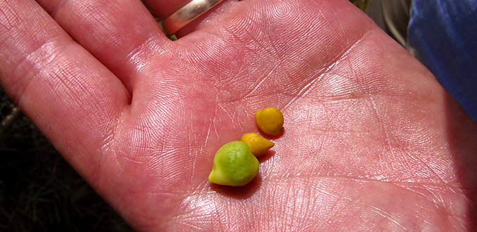 A hand holds two varieties of chickpea. On the left, an improved variety introduced by the operational research programme; on the right, a local variety.