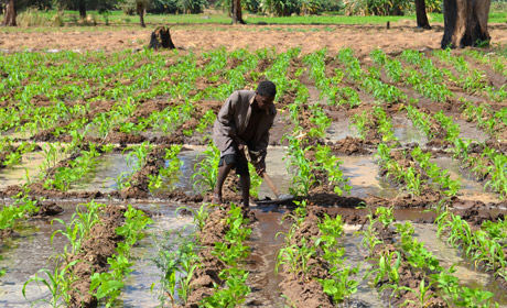 A farmer working on one of the ECRP funded irrigated fields in Dezda district, Malawi