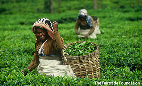 Women in field picking tea leaves. © Fairtrade Labelling Organizations International