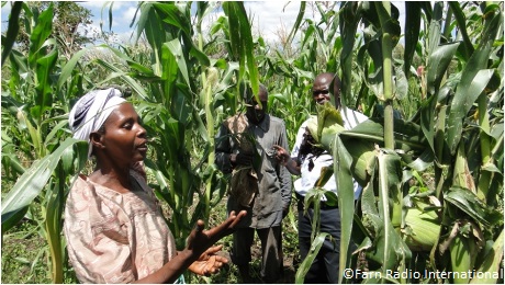 Ansiira Nyirabagenzi inspects her new crop of Quality Protein Maize in Nyabugando, Western Uganda. Photo: Harriet Adong / Farm Radio International
